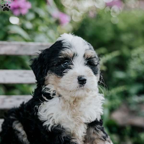 June, Mini Bernedoodle Puppy
