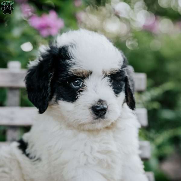 Justin, Mini Bernedoodle Puppy