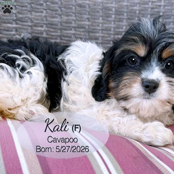 Kali, Cavapoo Puppy
