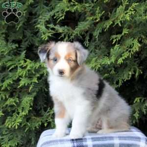 Korbin, Miniature Australian Shepherd Puppy