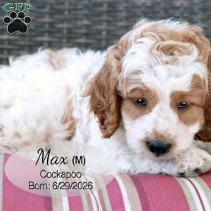 Max, Cockapoo Puppy