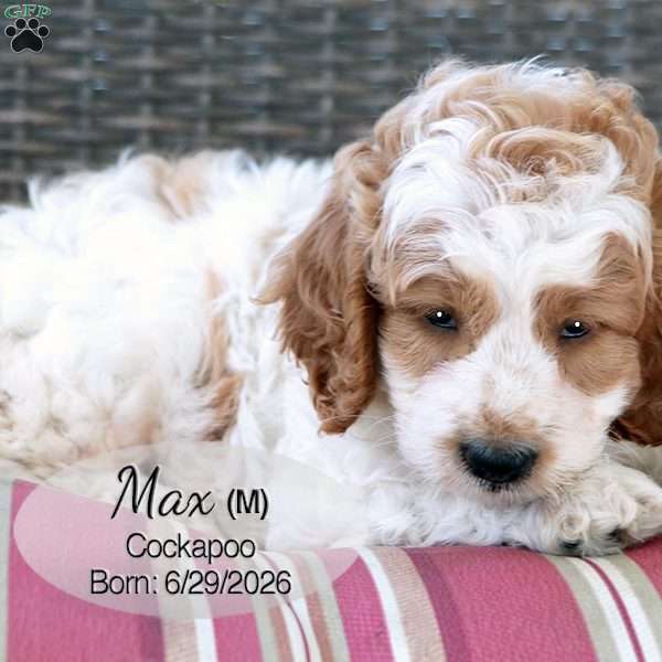 Max, Cockapoo Puppy