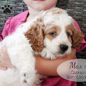Max, Cockapoo Puppy