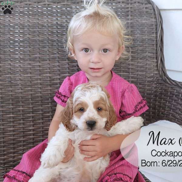 Max, Cockapoo Puppy