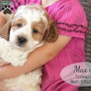 Max, Cockapoo Puppy