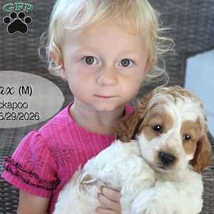 Max, Cockapoo Puppy