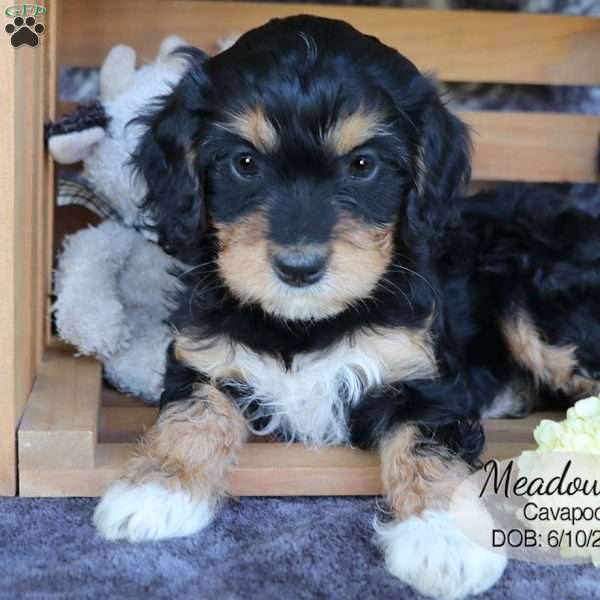 Meadow, Cavapoo Puppy