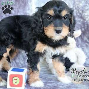 Meadow, Cavapoo Puppy