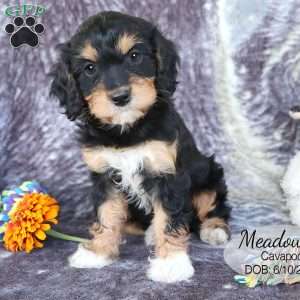 Meadow, Cavapoo Puppy