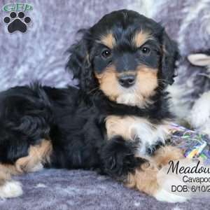 Meadow, Cavapoo Puppy