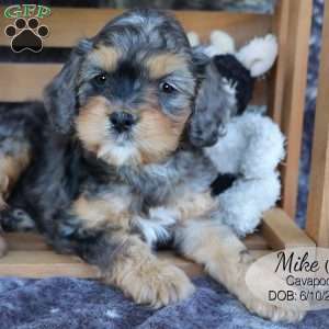 Mike, Cavapoo Puppy