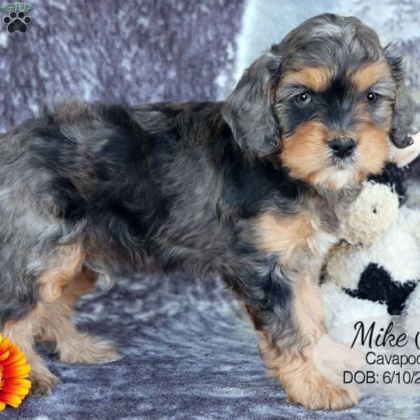 Mike, Cavapoo Puppy