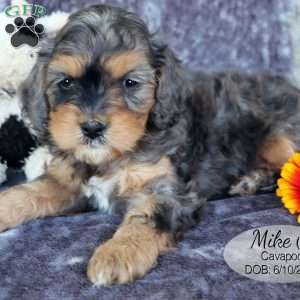 Mike, Cavapoo Puppy