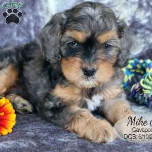Mike, Cavapoo Puppy