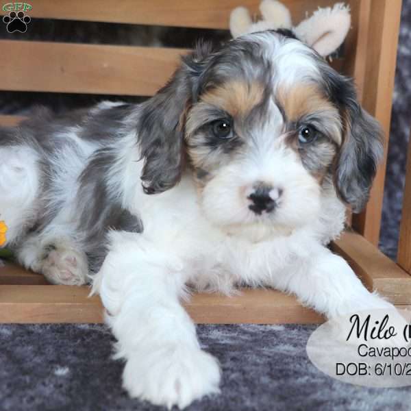 Milo, Cavapoo Puppy