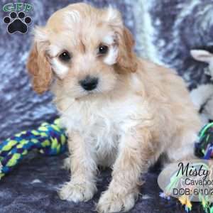 Misty, Cavapoo Puppy