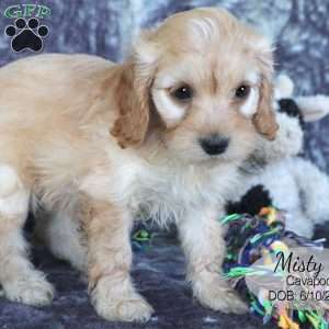 Misty, Cavapoo Puppy