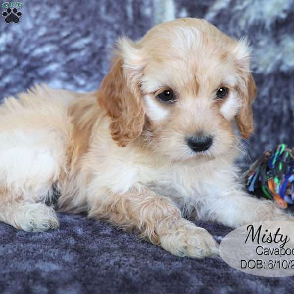 Misty, Cavapoo Puppy