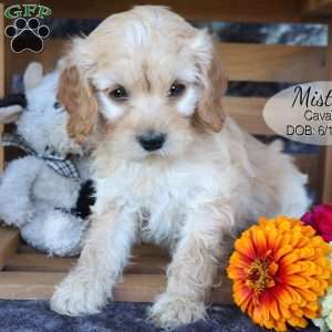 Misty, Cavapoo Puppy
