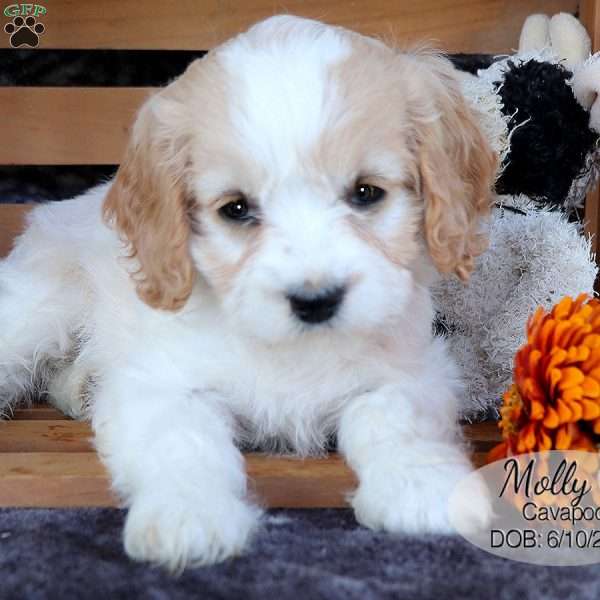 Molly, Cavapoo Puppy