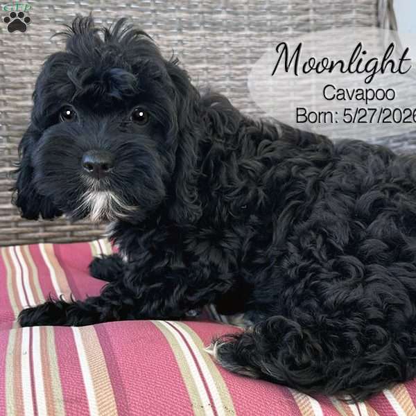 Moonlight, Cavapoo Puppy