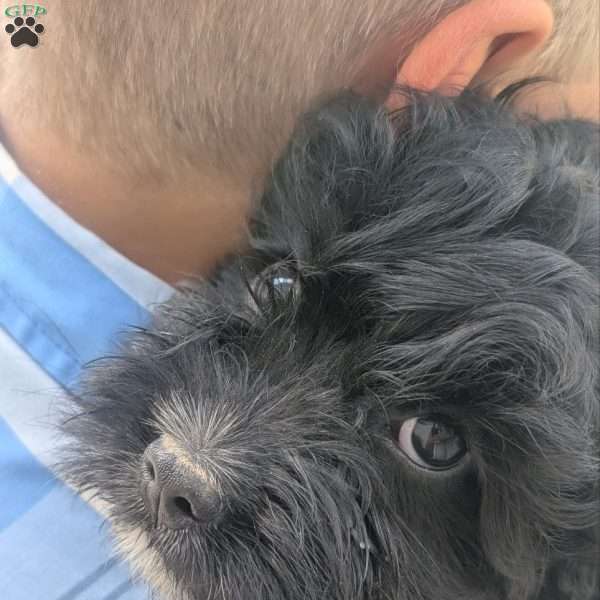 Bravo, Cavapoo Puppy