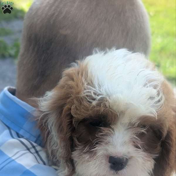 Captain, Cavapoo Puppy