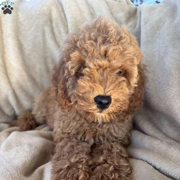 Josiah, Mini Goldendoodle Puppy