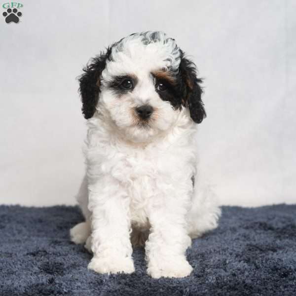 Preston, Cavapoo Puppy