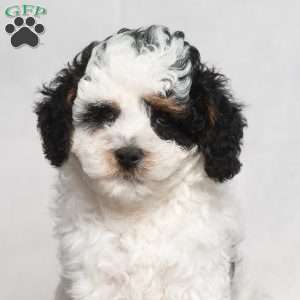 Preston, Cavapoo Puppy