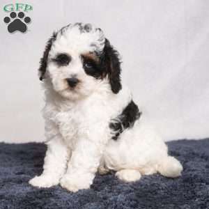 Preston, Cavapoo Puppy