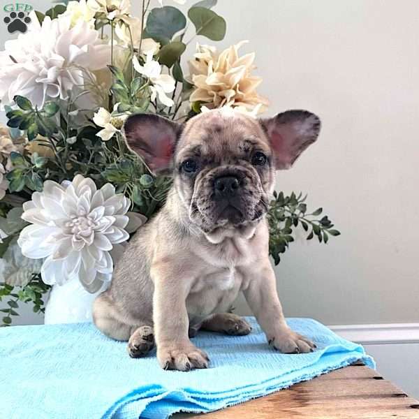 Rambo, French Bulldog Puppy