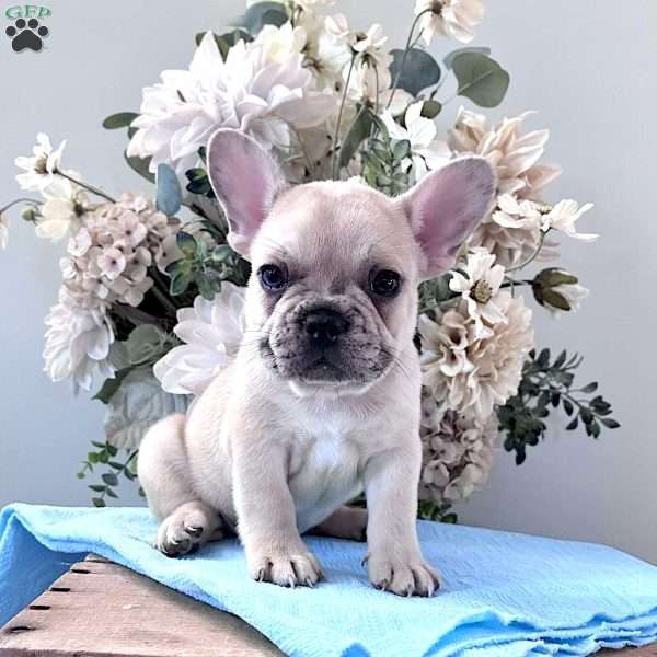 Rascal, French Bulldog Puppy