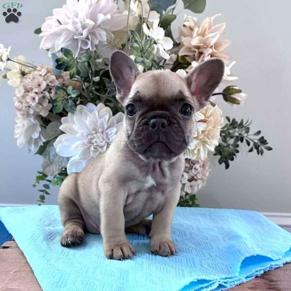 Regina, French Bulldog Puppy