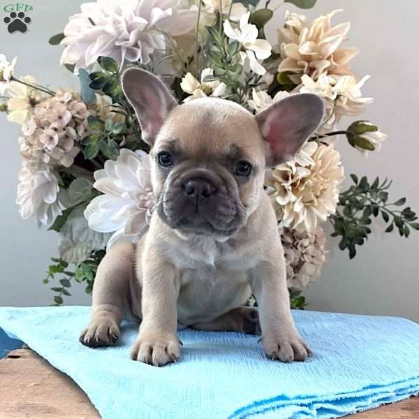 Rover, French Bulldog Puppy