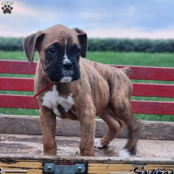 Buddy, Boxer Puppy