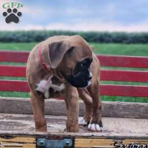 Buddy, Boxer Puppy