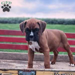 Rover, Boxer Puppy