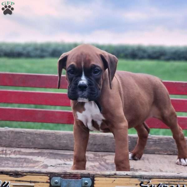 Rover, Boxer Puppy