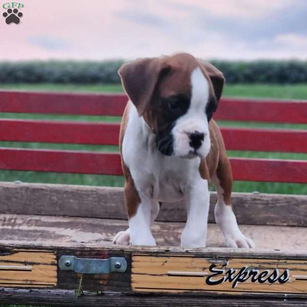 Buster, Boxer Puppy