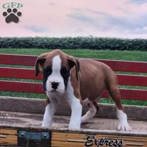 Buster, Boxer Puppy