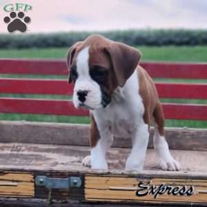 Buster, Boxer Puppy
