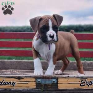 Leo, Boxer Puppy