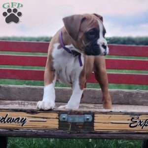 Leo, Boxer Puppy