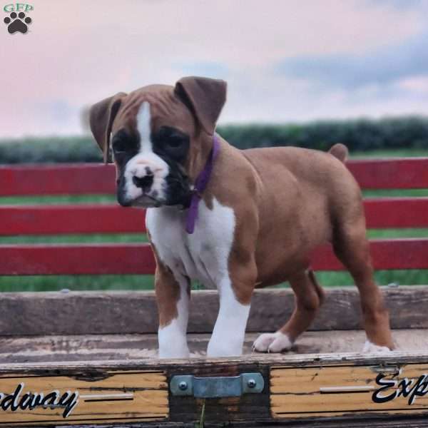 Leo, Boxer Puppy