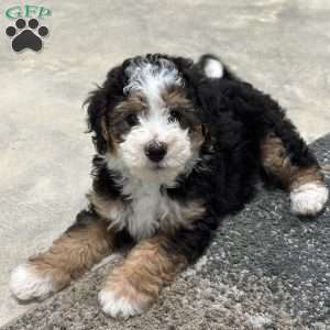 Skipper, Mini Bernedoodle Puppy