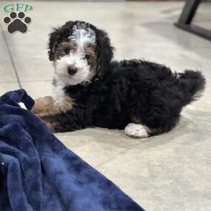 Skipper, Mini Bernedoodle Puppy