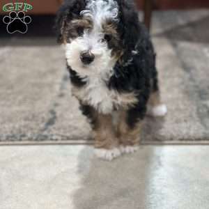 Skipper, Mini Bernedoodle Puppy