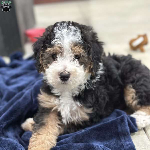 Skipper, Mini Bernedoodle Puppy
