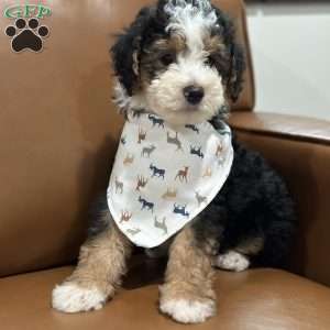 Skipper, Mini Bernedoodle Puppy
